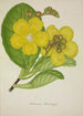 My Garden in Ceylon Pl078 - George De Alwis — artwork view