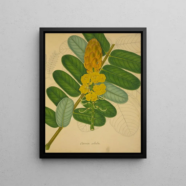 George De Alwis - Mon Jardin a Ceylan Pl080.webp