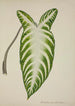 My Garden in Ceylon Pl081 - George De Alwis — artwork view
