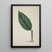 My Garden in Ceylon Pl083 - George De Alwis — framed artwork on a wall