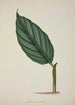 My Garden in Ceylon Pl083 - George De Alwis — artwork view