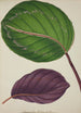 Mon Jardin à Ceylan Pl087 - George De Alwis — artwork view