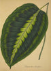 Mon Jardin à Ceylan Pl088 - George De Alwis — artwork view