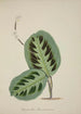 Mon Jardin à Ceylan Pl093 - George De Alwis — artwork view