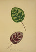 My Garden in Ceylon Pl095 - George De Alwis — artwork view