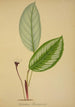 Mon Jardin à Ceylan Pl096 - George De Alwis — artwork view