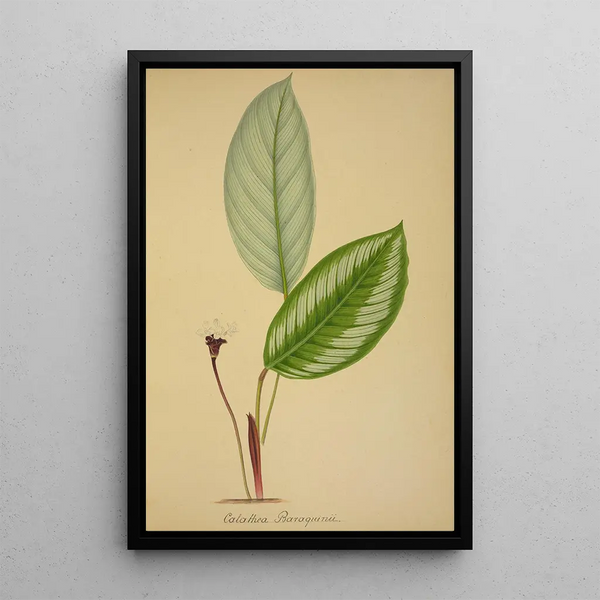 George De Alwis - Mon Jardin a Ceylan Pl096.webp