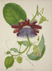 My Garden in Ceylan Pl099 - George De Alwis — artwork view