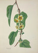Mon Jardin à Ceylan Pl100 - George De Alwis — artwork view