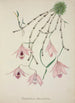 My Garden in Ceylon Pl101 - George De Alwis — artwork view