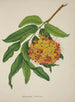 My Garden in Ceylon Pl103 - George De Alwis — artwork view