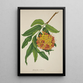 George De Alwis - Mon Jardin a Ceylan Pl103.webp