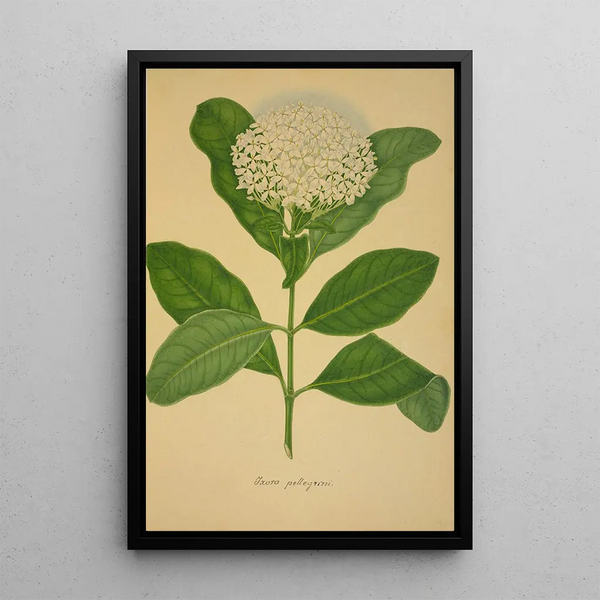 George De Alwis - Mon Jardin a Ceylan Pl107.webp