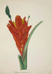 Mon Jardin à Ceylan Pl110 - George De Alwis — artwork view