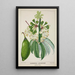 My Garden in Ceylon Pl112 - George De Alwis — framed artwork on a wall