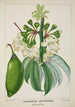 My Garden in Ceylon Pl112 - George De Alwis — artwork view