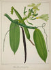 Mon Jardin à Ceylan Pl114 - George De Alwis — artwork view