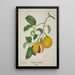 My Garden in Ceylon Pl117 - George De Alwis — framed artwork on a wall