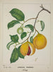 My Garden in Ceylon Pl117 - George De Alwis — artwork view