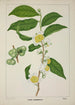 Mon Jardin à Ceylan Pl121 - George De Alwis — artwork view