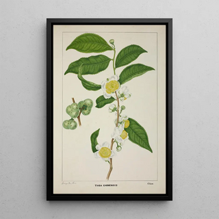 George De Alwis - Mon Jardin a Ceylan Pl121.webp