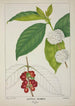 Mon Jardin à Ceylan Pl122 - George De Alwis — artwork view