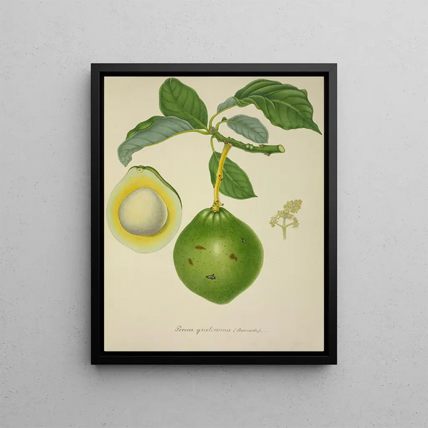 George De Alwis - Mon Jardin a Ceylan Pl124.webp