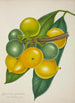 Mon Jardin à Ceylan Pl128 - George De Alwis — artwork view