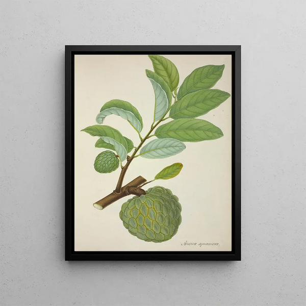 George De Alwis - Mon Jardin a Ceylan Pl131.webp