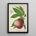 My Garden in Ceylon Pl132 - George De Alwis — framed artwork on a wall
