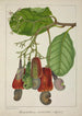My Garden in Ceylon Pl139 - George De Alwis — artwork view