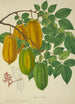 Mon Jardin à Ceylan Pl140 - George De Alwis — artwork view
