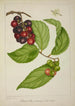 Mon Jardin à Ceylan Pl141 - George De Alwis — artwork view
