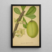 My Garden in Ceylon Pl142 - George De Alwis — framed artwork on a wall