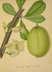 My Garden in Ceylon Pl142 - George De Alwis — artwork view