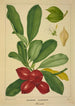 Mon Jardin à Ceylan Pl143 - George De Alwis — artwork view