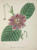 Mon Jardin à Ceylan Pl145 - George De Alwis — artwork view