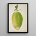 My Garden in Ceylon Pl146 - George De Alwis — framed artwork on a wall