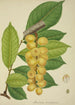 Mon Jardin à Ceylan Pl150 - George De Alwis — artwork view