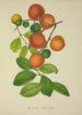 Mon Jardin à Ceylan Pl155 - George De Alwis — artwork view