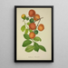 Mon Jardin à Ceylan Pl155 - George De Alwis — framed artwork on a wall
