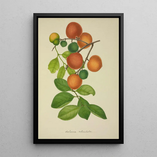 George De Alwis - Mon Jardin a Ceylan Pl155.webp