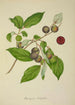 Mon Jardin à Ceylan Pl156 - George De Alwis — artwork view