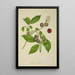 Mon Jardin à Ceylan Pl156 - George De Alwis — framed artwork on a wall