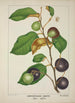 Mon Jardin à Ceylan Pl157 - George De Alwis — artwork view
