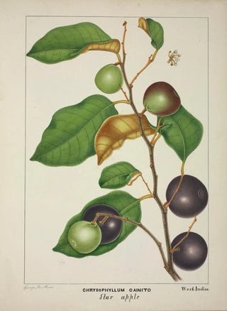 George De Alwis - Mon Jardin a Ceylan Pl157.webp