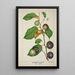 Mon Jardin à Ceylan Pl157 - George De Alwis — framed artwork on a wall