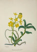 Mon Jardin à Ceylan Pl159 - George De Alwis — artwork view