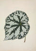 My Garden in Ceylon Pl163 - George De Alwis — artwork view