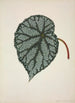 My Garden in Ceylon Pl164 - George De Alwis — artwork view